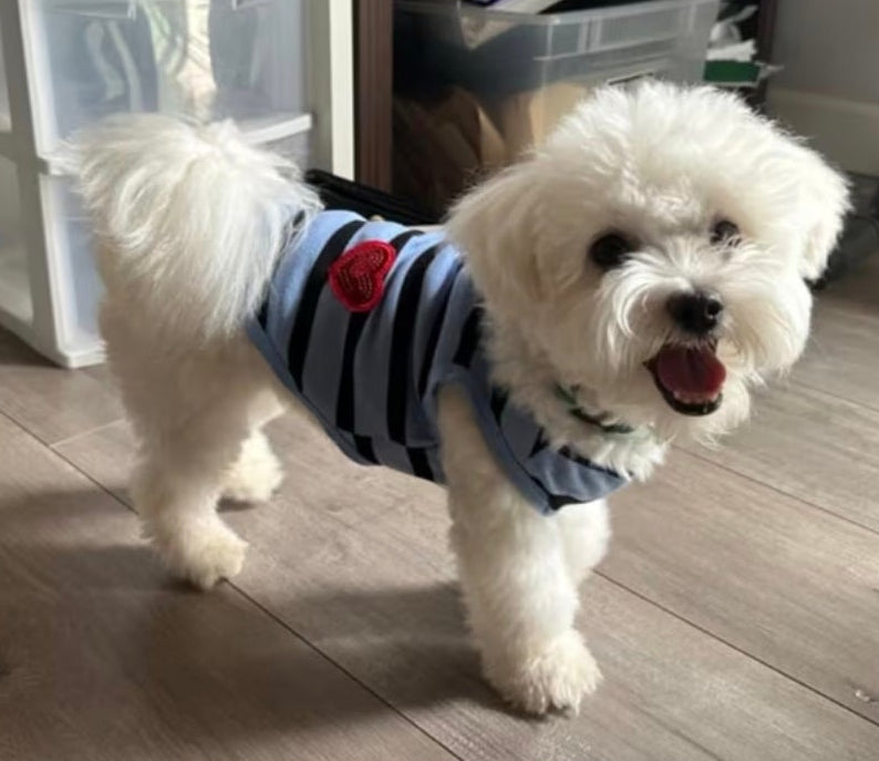 Small Dog Coats