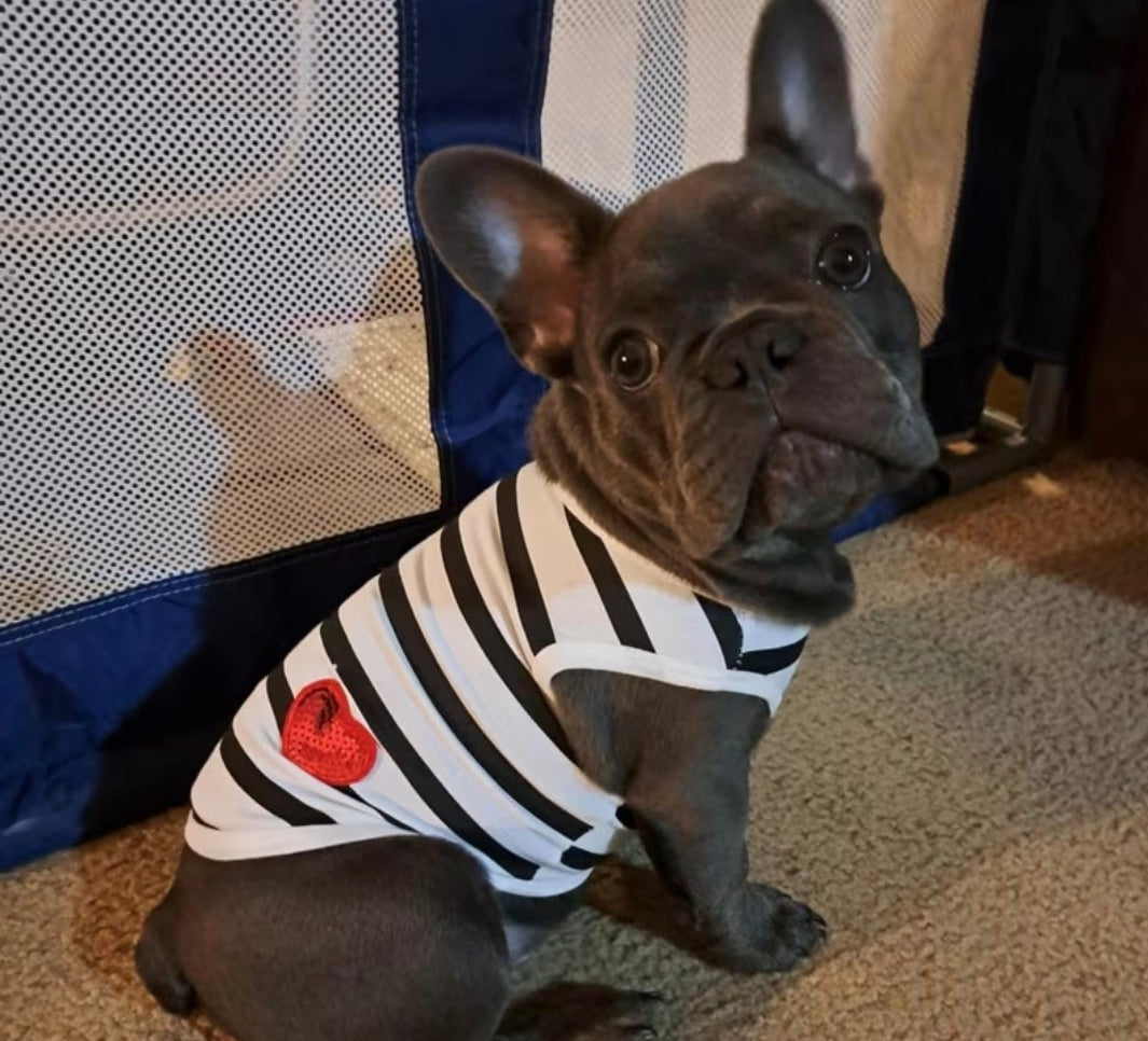 Small Dog Coats